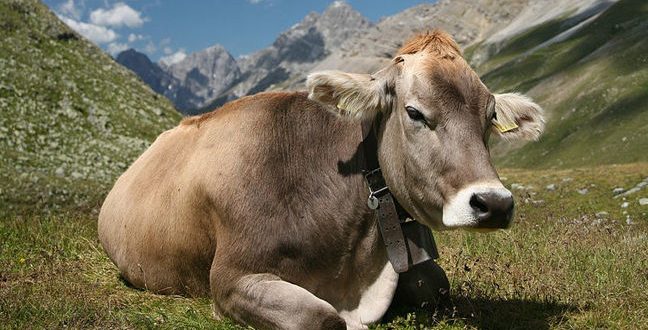 swiss cow cropped.jpgx648y348crop1 648x330 - A mooving tail of cows, calves and the Internet of Things