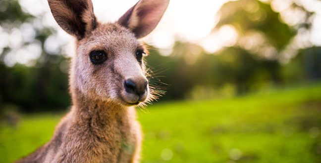 kangaroo teaser 648x330 - Blunder down under: self-driving Aussie cars still being thwarted by kangaroos