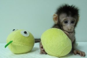 cloned monkey reuters 300x200 - cloned-monkey-reuters.jpg