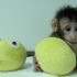 cloned monkey reuters 70x70 - 863b9d92ecf26d70e7882cda28656862width650.jpeg