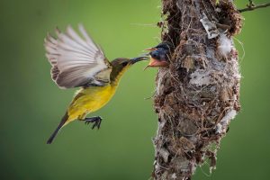 An Olive backed Sunbird feeds 300x200 - An-Olive-backed-Sunbird-feeds.jpg