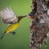 An Olive backed Sunbird feeds 70x70 - shotgun.jpeg